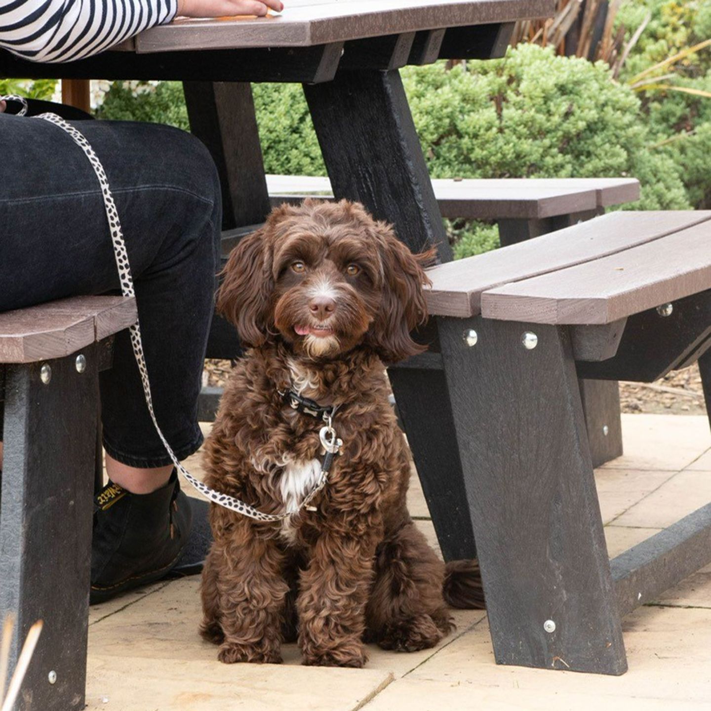 Your local dog friendly pub in Broadwas